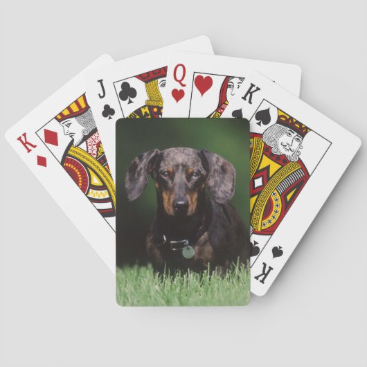 Gezicht op gevlekte teckel pokerkaarten (Achterkant)