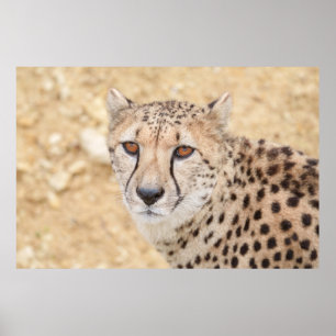 Gezicht van de wildernis: intense blik van een jac poster