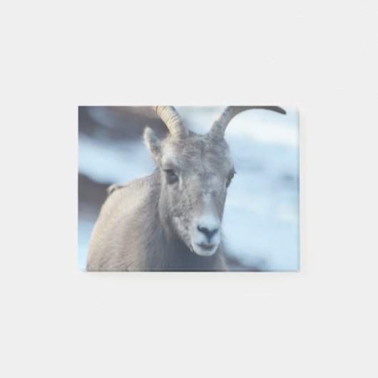 Gezicht van een Bighorn Sheep Post-it® Notes (Voorkant)