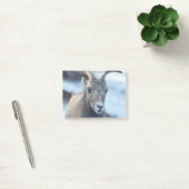 Gezicht van een Bighorn Sheep Post-it® Notes (Kantoor)