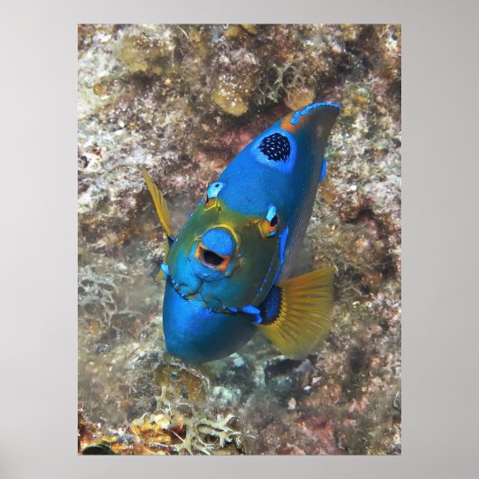 Gezicht van een engel poster (Voorkant)