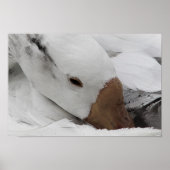 gezicht van een gans poster (Voorkant)
