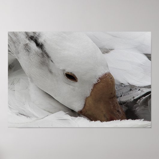 gezicht van een gans poster (Voorkant)