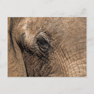 Gezicht van een olifant briefkaart