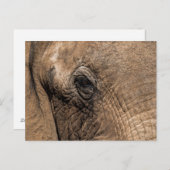 Gezicht van een olifant briefkaart (Voorkant / Achterkant)