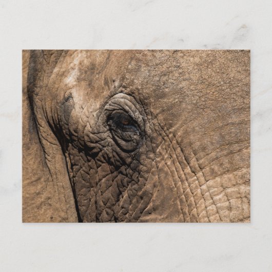 Gezicht van een olifant briefkaart (Voorkant)