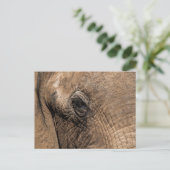 Gezicht van een olifant briefkaart (Staand voorkant)