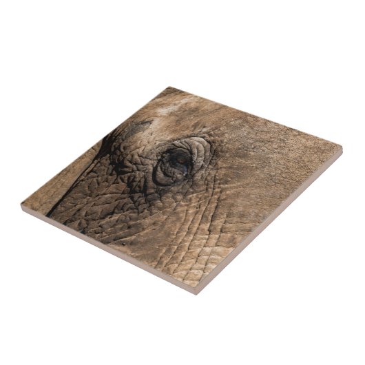 Gezicht van een olifant tegeltje (Zijkant)