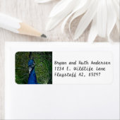 Gezicht van een pauw etiket (Insitu)