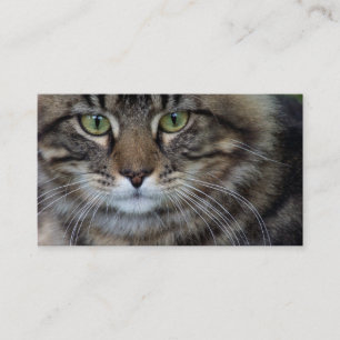 Gezicht van een Visitekaartje van de Kat (Feline)