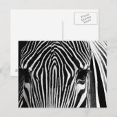 Gezicht van een Zebra Briefkaart (Voorkant / Achterkant)
