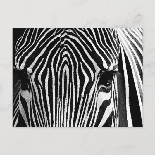 Gezicht van een Zebra Briefkaart (Voorkant)