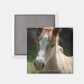 gezicht van het veulens magneet (Voorkant / Achterkant)