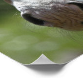 gezicht van het veulens poster (Hoek)