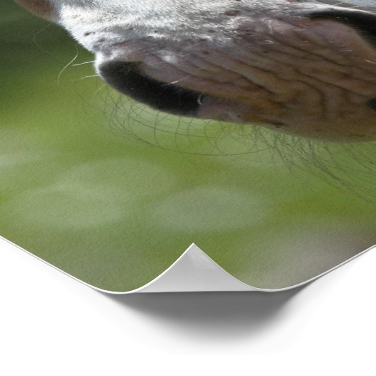 gezicht van het veulens poster (Hoek)