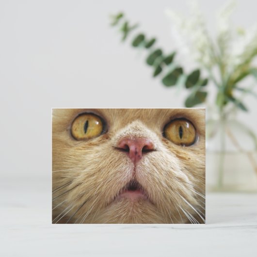 Gezicht van perzische kat briefkaart (Staand voorkant)