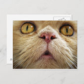 Gezicht van perzische kat briefkaart (Voorkant / Achterkant)