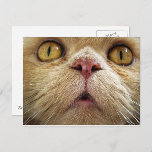 Gezicht van perzische kat briefkaart (Voorkant / Achterkant)