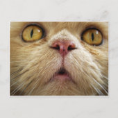 Gezicht van perzische kat briefkaart (Voorkant)