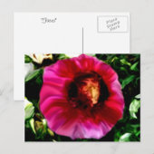 Gezichten Briefkaart (Voorkant / Achterkant)