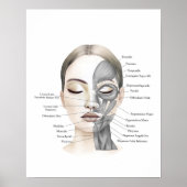 Gezichtsanatomie Gezichtspier Beauty Decor Poster (Voorkant)