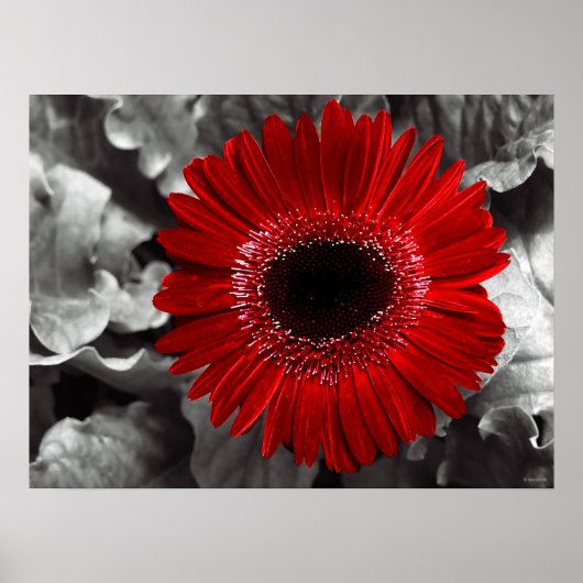 gezien rood poster (Voorkant)