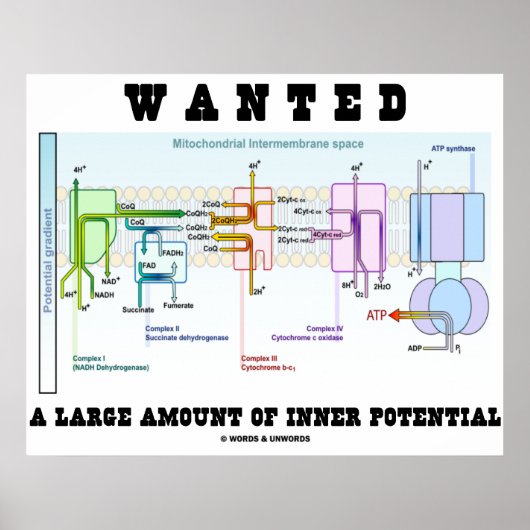 Gezocht een grote hoeveelheid intern potentieel poster (Voorkant)