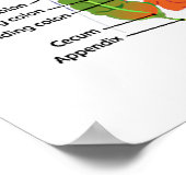 Gezocht: Een wereld vol met darmen (anatomische in Poster (Hoek)