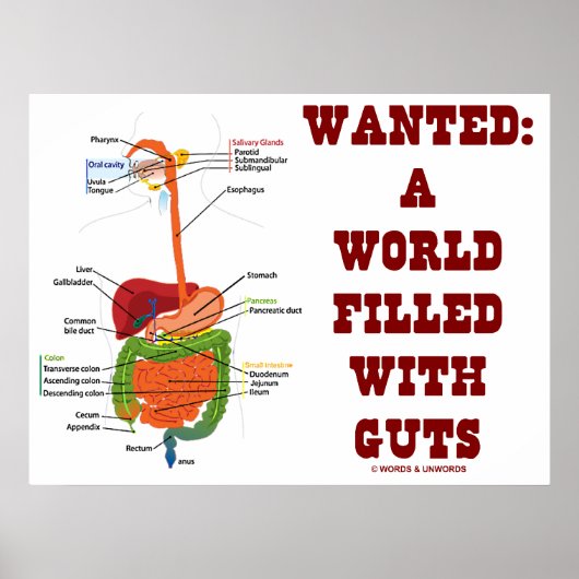 Gezocht: Een wereld vol met darmen (anatomische in Poster (Voorkant)