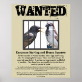 Gezochte Starling en House Sparrow Poster (Voorkant)