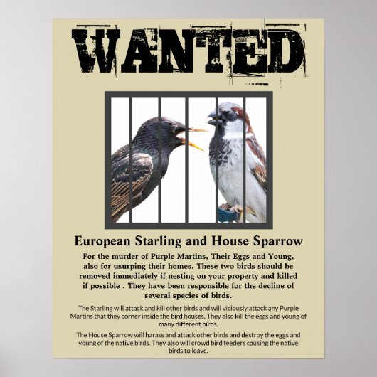 Gezochte Starling en House Sparrow Poster (Voorkant)