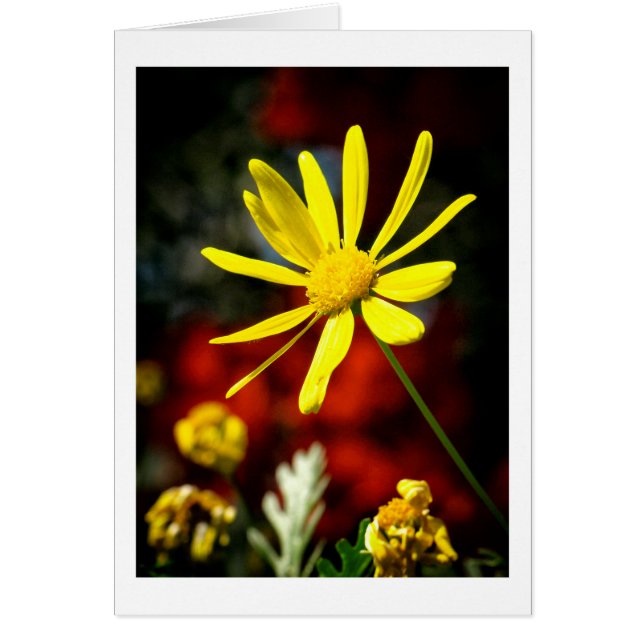 Gezoend door de zon (Voorkant)