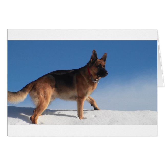Gezonde en Happy German Shepherd Dog (Voorkant Horizontaal)