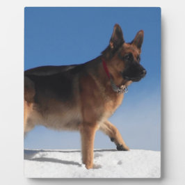 Gezonde en Happy German Shepherd Dog Fotoplaat