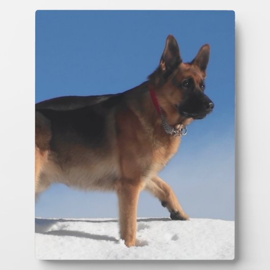 Gezonde en Happy German Shepherd Dog Fotoplaat (Voorkant)