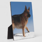 Gezonde en Happy German Shepherd Dog Fotoplaat (Zijkant)