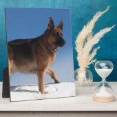 Gezonde en Happy German Shepherd Dog Fotoplaat (Zijkant)