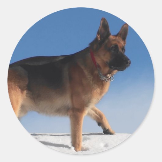 Gezonde en Happy German Shepherd Dog Ronde Sticker (Voorkant)