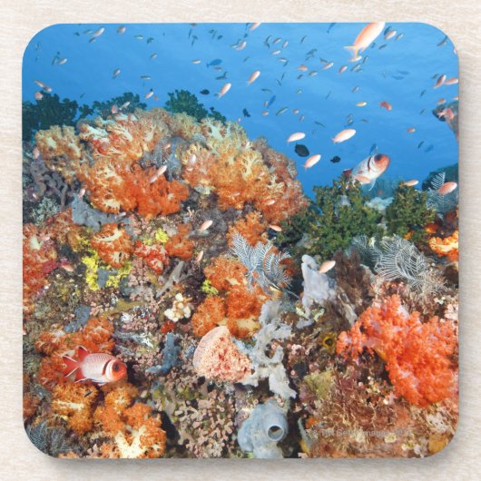 Gezonde rifstructuur, Nationaal Park Komodo Drankjes Onderzetter (Voorkant)