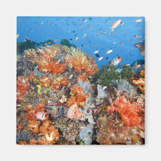 Gezonde rifstructuur, Nationaal Park Komodo Magneet (Voorkant)