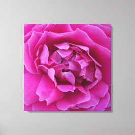 Gezonde roos op canvas print
