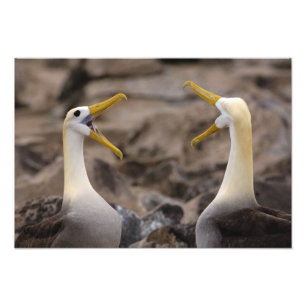 Gezwaaide albatros (Phoebastria irrorata) paar Foto Afdruk