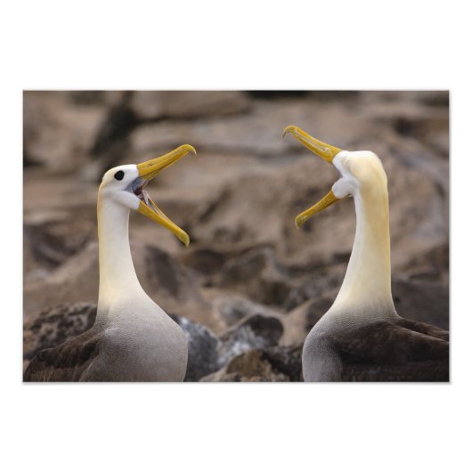 Gezwaaide albatros (Phoebastria irrorata) paar Foto Afdruk (Voorkant)