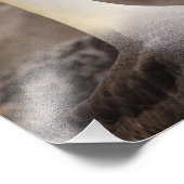 Gezwaaide albatros (Phoebastria irrorata) paar Foto Afdruk (Hoek)