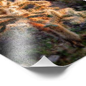 Ggloed Cholla Foto Afdruk (Hoek)