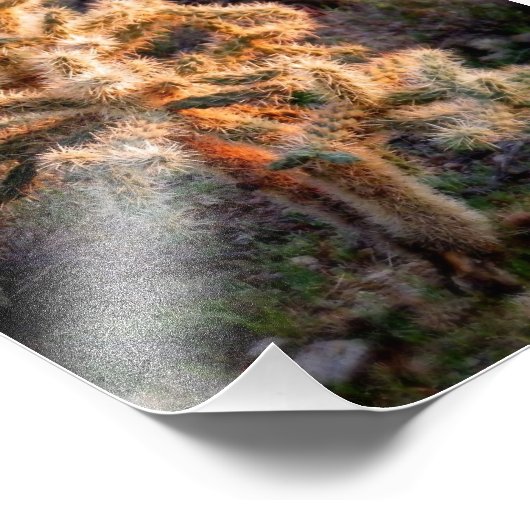 Ggloed Cholla Foto Afdruk (Hoek)