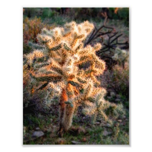 Ggloed Cholla Foto Afdruk (Voorkant)