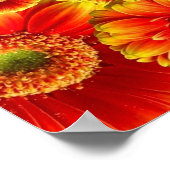 Ggloed Gerbera Daisies Poster (Hoek)