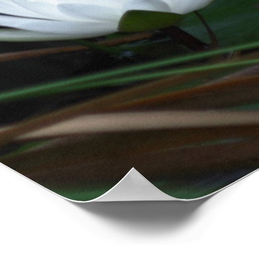 Ggloed Lotus Water Lily Flower Poster (Hoek)