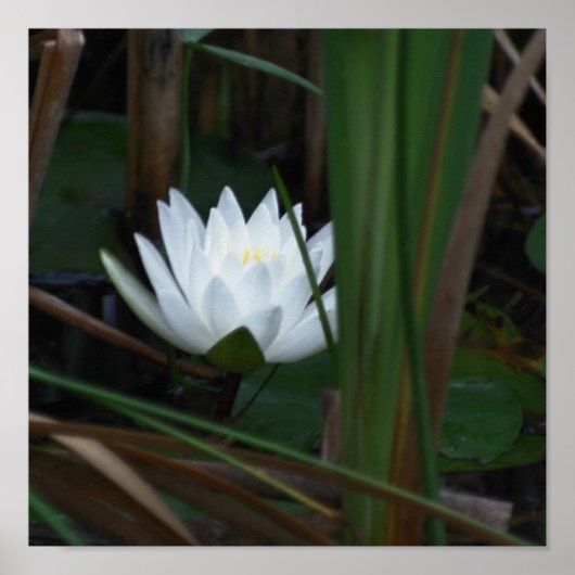 Ggloed Lotus Water Lily Flower Poster (Voorkant)